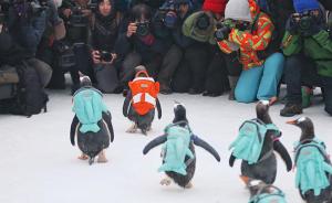哈尔滨让企鹅背书包引质疑，极地馆：书包特制，企鹅状态很好