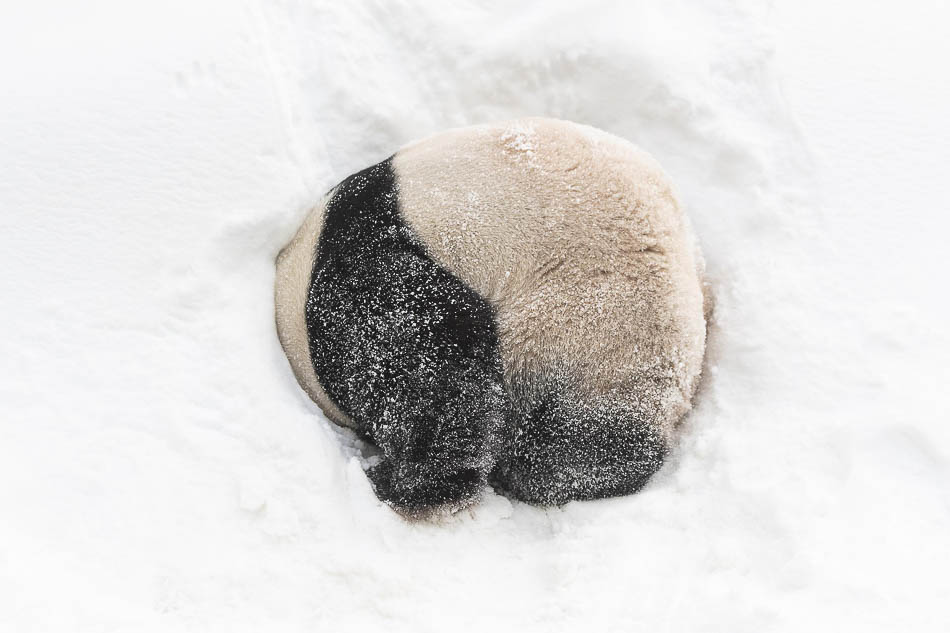 02-VCG111185968964当地时间2019年1月15日，韩国龙仁，爱宝乐园大熊猫世界迎来开业一千天，大熊猫在雪地上尽情玩耍。爱宝乐园是韩国唯一的大熊猫观赏景点。