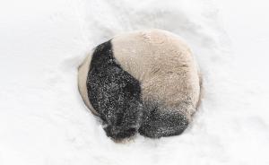 城事24H｜旅韩大熊猫雪地撒欢儿，头埋雪中身成团