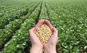 农业农村部：2019年大豆播种面积有望继续增加