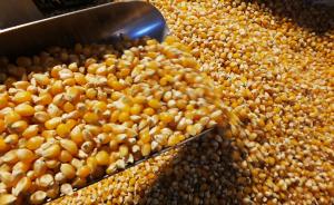 辽宁罚没8.7万公斤非法转基因玉米种子，罚款12万元