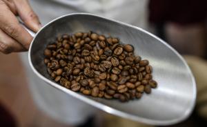 六成野生咖啡品种有灭绝风险，野生阿拉比卡咖啡属濒危物种