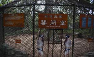 探秘“猴岛”：人在笼子里吃饭，猕猴是真正的主人