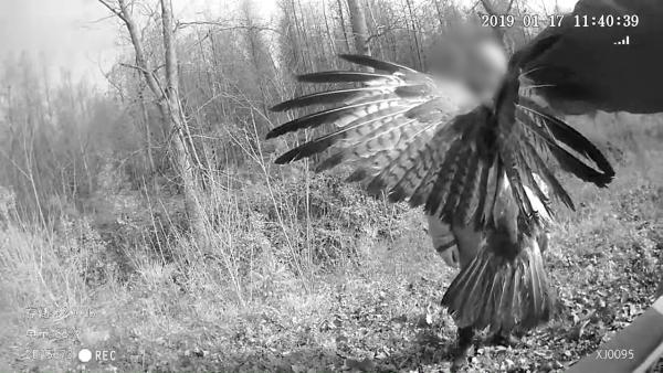 老汉捡鹰欲带回家遭制止，是重点保护动物