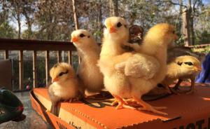 在美国的家庭农庄里，自己孵蛋是怎样的体验？