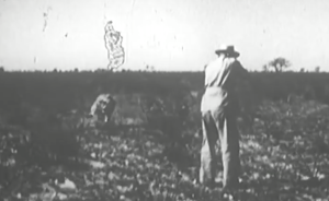 1955年博茨瓦纳：摄影师实拍猎人无防护捕狮
