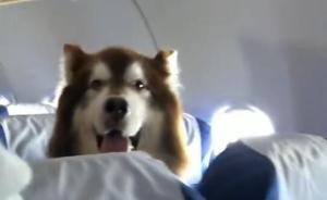 飞机上惊现棕色阿拉斯加犬，南航：系证件齐全的精神抚慰犬