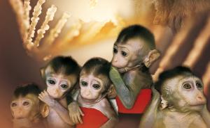 携带有特定基因编辑的克隆猴模型诞生，有助缩短药物研发周期