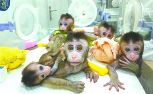 失眠的克隆猴“五兄弟”，将有助解开人类健康的未解之谜