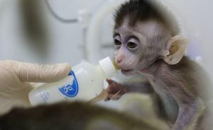 首批5只体细胞克隆疾病猴在中国诞生