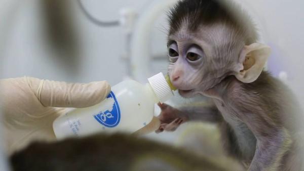 首批5只体细胞克隆疾病猴在中国诞生