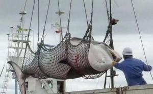 专家争论日本“退群”IWC利弊：可能对鲸有好处？