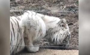 武汉动物园老虎被拍到“吃土”，园方否认：它吃的是食物残渣
