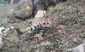红河州小萌豹猫被偷猎者铁夹夹住，热心青年及时发现报警救助