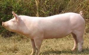 猪年话猪｜猪的体脂率比你低？科学家为何热衷移植猪内脏？