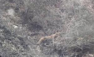 四川道孚县境内首次记录到金钱豹影像，对当地保护具重要意义