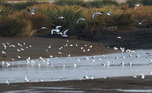 湿地日：成都平原越冬水鸟数量翻番，我国西部湿地生态向好