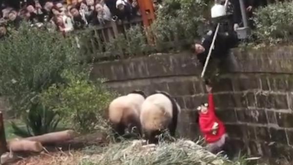 女童掉进大熊猫饲养池，被保安紧急拽出