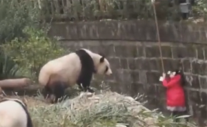 女童掉进大熊猫饲养池，成都基地提醒：参观时请高度注意安全