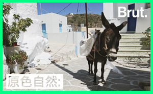 希腊圣托里尼岛被指虐待动物，当地政府出台措施给驴“减负”