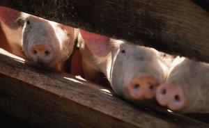 世界动物卫生组织总干事：中国有能力控制非洲猪瘟疫情