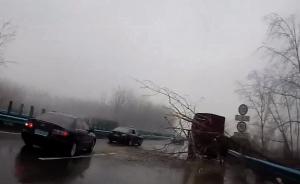 暖闻｜大树倒在高速公路致通行受阻，警方及货车司机联手拖开