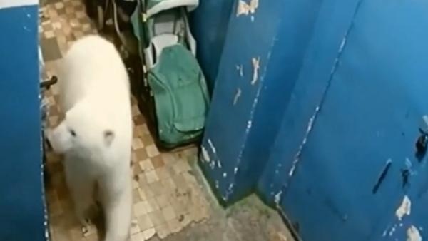 北极熊入侵俄罗斯岛屿：闯民宅找食物