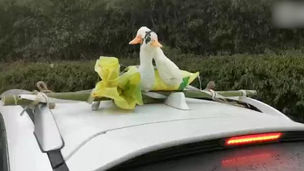 “冻到不行鸭”：鸭子被绑车顶高速飞驰