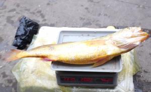 重2.31公斤，舟山渔民捕获一条超级野生大黄鱼