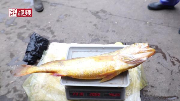 重2.31公斤，舟山渔民捕获一条超级野生大黄鱼