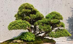 日本7盆价值超10万美元的盆栽被盗，其中一棵400岁