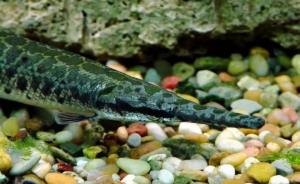 凶猛入侵物种鳄雀鳝疑现广州白云湖，将对土著鱼构成极大威胁