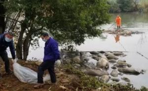 近50头恶臭死猪漂浮在柳州一公园周边河段，来源尚未查清
