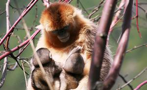 中国科学家首次观察到川金丝猴有“奶妈”：降低严冬死亡率
