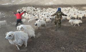 在哈尔腾高原数羊 | 湃客年度视觉大赛