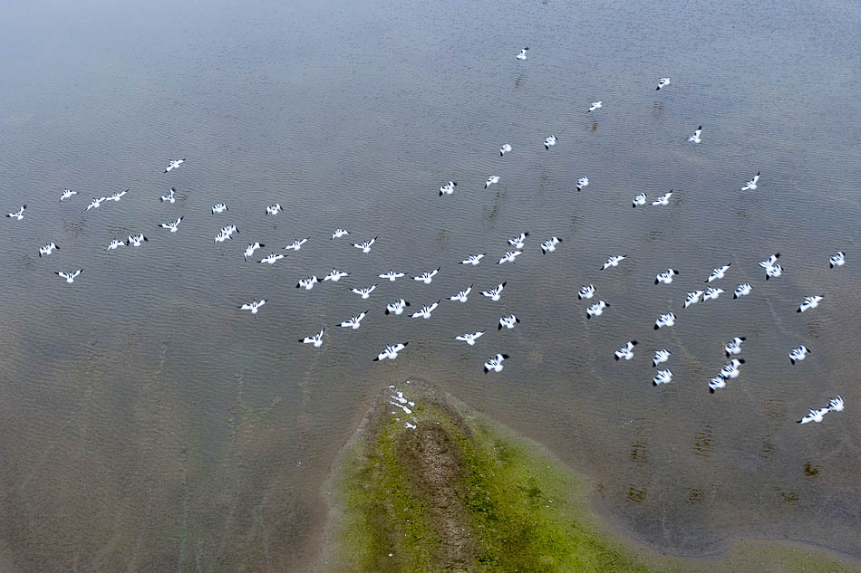 10-VCG1111934305422019年2月25日，江西九江，随着天气逐渐转暖，在鄱阳湖候鸟保护区越冬的天鹅、大雁等珍稀候鸟开始集结向北迁徙。