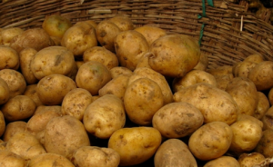 菲律宾农业部公布三项转基因马铃薯的食用和饲用申请