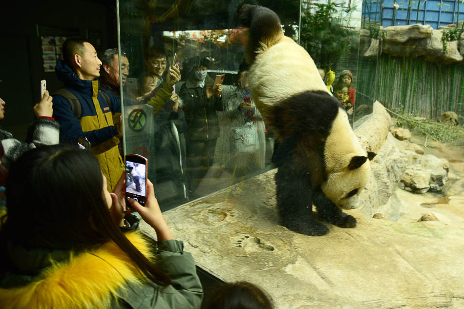 01-VCG111195862013 2019年2月26日，北京动物园的熊猫馆内，笑声不止，原来这里的熊猫为了宣誓自己的领地，竟然不顾自己的隐私，倒立往玻璃上小便。