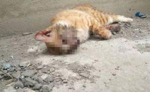 陕西男子被指领养流浪猫虐死，就职单位官微上遭跟帖“人肉”