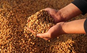 大北农转基因大豆正式获阿根廷种植许可