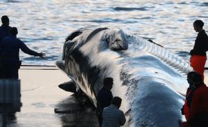 冰岛政府宣布最新捕鲸配额，5年内可杀2130头