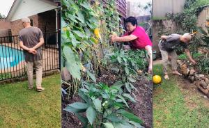 洋女婿的花园被岳母种菜：担心她泳池养鱼