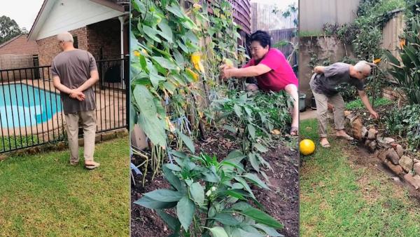 洋女婿的花园被岳母种菜：担心她泳池养鱼