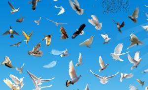 中国鸟类图库建成上线：8万多张图片涵盖1445种鸟类