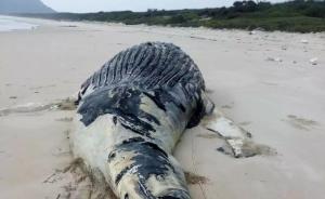 万斤大鲸鱼疑因搁浅海滩丧生，海南三家单位争遗体做标本