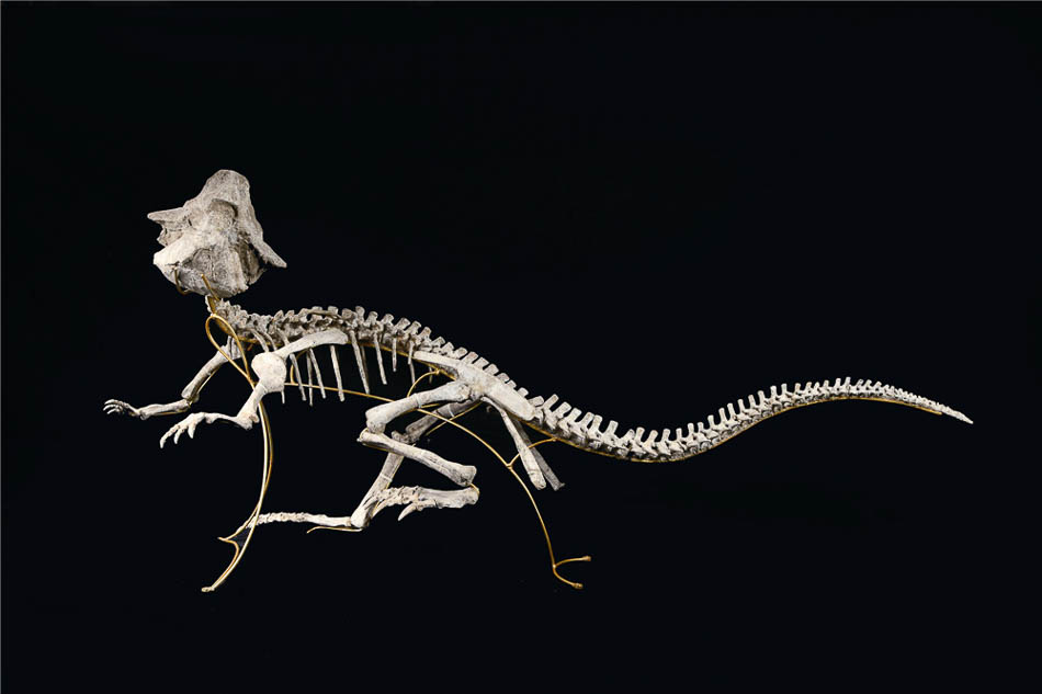 鹦鹉嘴龙化石图片图片