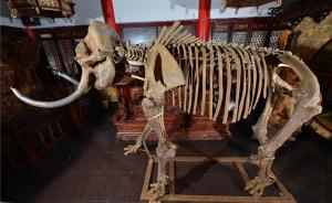 图集｜曹园网站展示收藏猛犸象牙雕等珍稀动物标本，来源待查