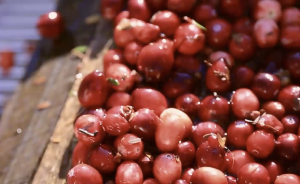 诱人的红色浆果，蔓越莓成为感恩节上的新宠儿