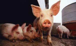 农业农村部：重庆市石柱县发生非洲猪瘟疫情