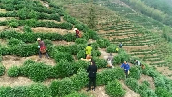 黄山20余万亩春茶开采，采茶工紧缺